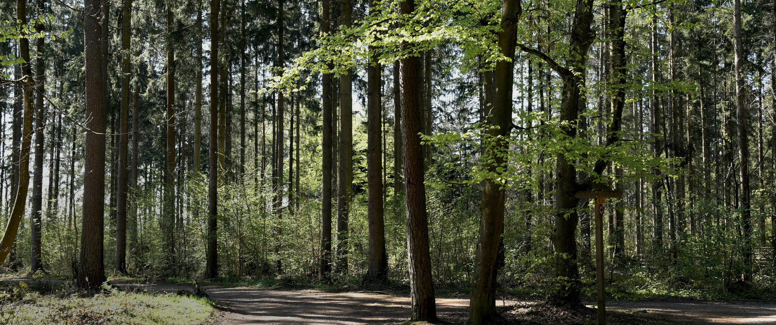 Lage Zürich Wald